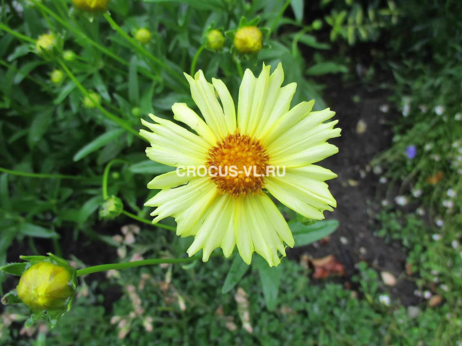 Кореопсис ланцетовидный «Крем-брюле»